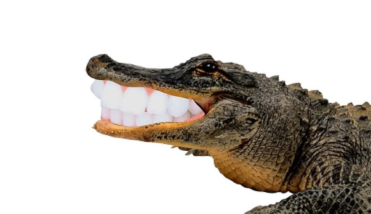EDoechii's tweet photo. New Doechii coming soon!!! 🎶🐊 https://t.co/FlO3Wfvqz4
