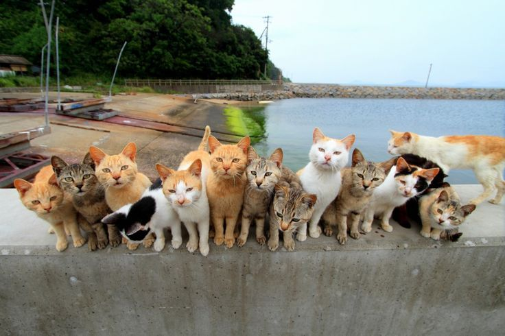 Catimators's tweet photo. https://t.co/CJXDw7r2un
