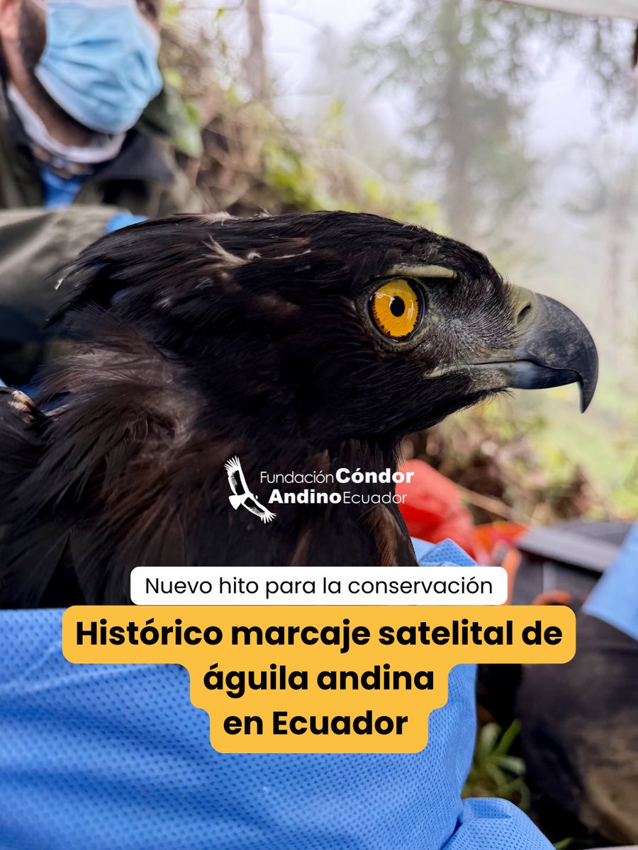 CondorFundacion tweet picture