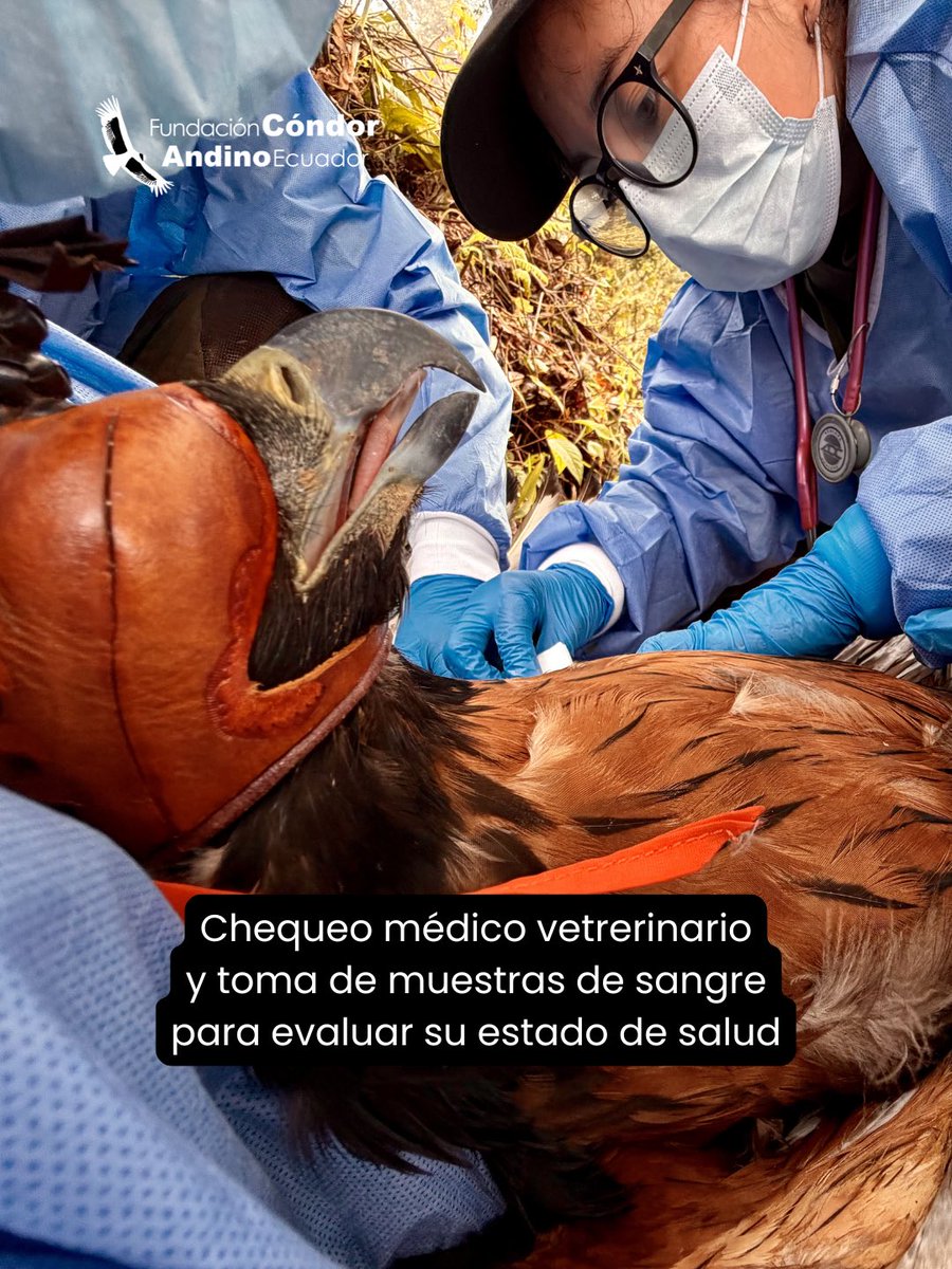 CondorFundacion tweet picture