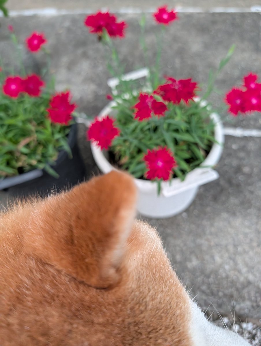 Obuchan_magic's tweet photo. 起きたよ
おはよう

お勉強（というか、振り返り）した昨日。
え、ショック状態と危険な状態の違い？
え、人間の血液量？と焦りました

そして、今月病院の日を休むことを忘れてたので有給使おうと思います😊

皆様も良き日に🙆‍♀️ https://t.co/ys8uHK1Lue
