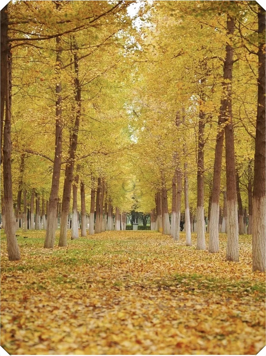 TerryLewis7x2d's tweet photo. "Fresh autumn breeze, golden leaves crunching underfoot, perfect for a hot latte and a walk in the park "， https://t.co/wnDwxdUvGo
