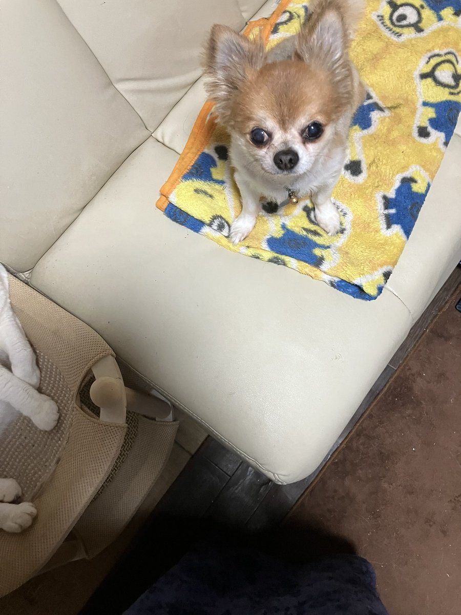 momoremnsora's tweet photo. おはようございます🐶

朝から珍しく起きてる空❣️

さっき私に怒られました💢
モモコにエサをあげようと
器を置いたら自分のだと
思ったのか食べようとした
モモコに思い切り3回噛みました❣️モモコは鳴きながら
外へでていきました❣️
いつもは仲良しなのに…

今日も無理なく笑顔でよろしくです☺️ https://t.co/SE6XVtUP0q