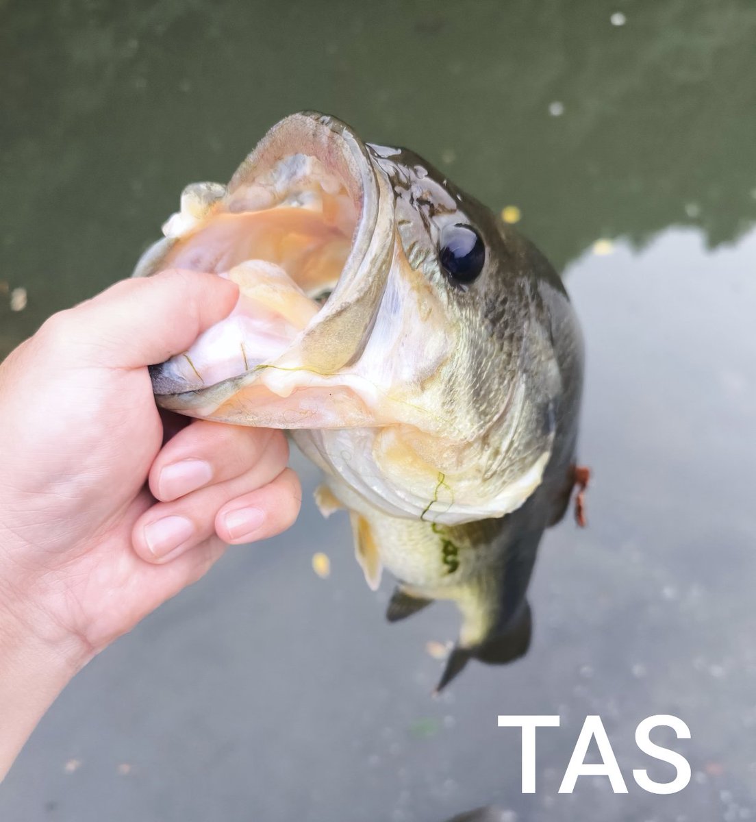 TASku_n's tweet photo. 45センチ🎣
キタ🥰デケえ😂
#日常垢 https://t.co/bVUHeIIhTe