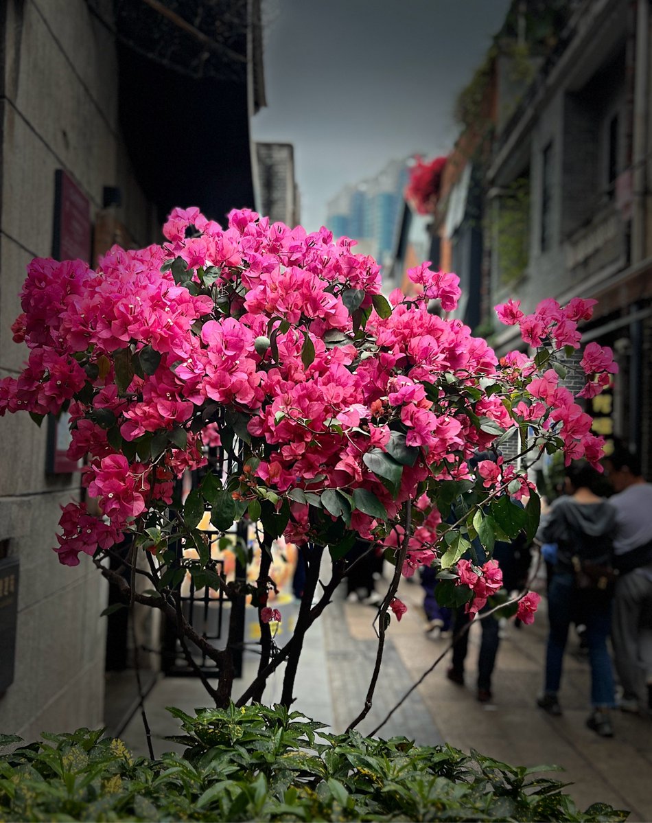 terrygo96661327's tweet photo. Quick morning run spot — this alleyway’s got way more charm than the main road. ♂ https://t.co/A59ifGMmTe
