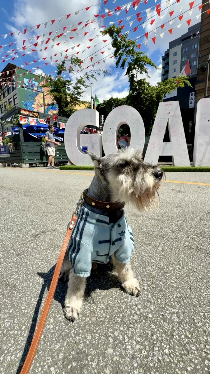muffinjai's tweet photo. I’ve officially staked my claim as the face of the FIFA World Cup here on Granville Street, posing in front of this giant GOAL to manifest some serious luck for tomorrow. ⚽️
#WorldCup2026 #TeamCanada #GranvilleStreet #SchnauzerModel #GoCanadaGo https://t.co/3oZEEdqzne