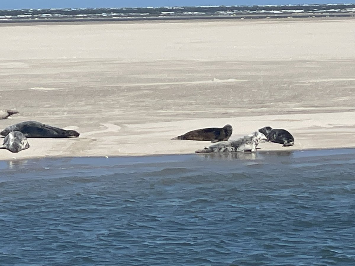 elsemiekkuijt's tweet photo. Van 7-13 juli nog vrij! Neem de #veerboot en vaar naar een #Waddeneiland #Ameland . #Wandelen, #fietsen, #zeehonden, #zee, grote #stranden, hele gezellige dorpjes. #debondgenoten #sterrenophetpodium #AUSEGY check: https://t.co/WfCTDLno8y https://t.co/Q9aNLGKkrS