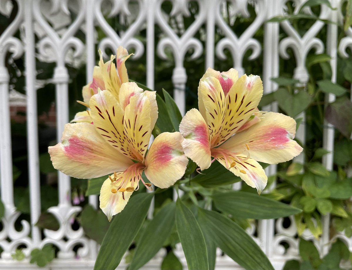 NaoyaHamada's tweet photo. 今日の尚整体♪

今日は旧友と昼呑み❣️

感謝❗️

尚氣功整体　
氣功整体
田園調布
完全予約制
10:00~20:00
naoseitai825@gmail.com 
出張、遠隔施術もお受けしております。
お気軽にご連絡下さい。 https://t.co/bYEMHTZtcD