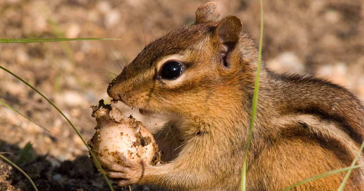Gardeners_Path_'s tweet photo. How to Protect Flower Bulbs from Rodent Damage - Are you tired of losing your flowering bulbs to rodent damage before they've had a chance to bloom? Learn how to protect bulbs from rodents now on Gardener's Path. #gardening #gardeningtips #pests https://t.co/KZ1RmYOeH1 https://t.co/SAHlBYHpVn