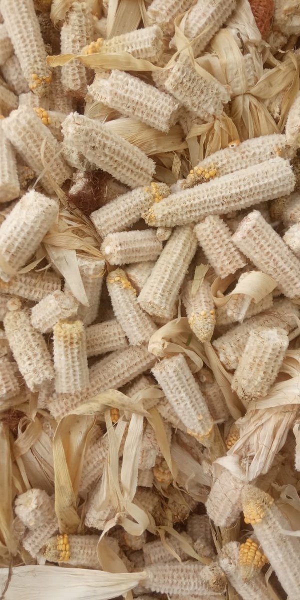 NY_amankwaa's tweet photo. Throw Corn cobs away if you don’t like good health
🍀Energy booster
🍀Lowers cholesterol 
🍀Lowers blood sugar
🍀 Good for gut and gluten free hence good for people with celiac/IBD
🍀Rich in vitamin E that reduces the risk of neurodegenerative diseases like Alzheimer's
🍀Rich in essential minerals such as magnesium and potassium for heart health and blood pressure regulation
🍀Anticancer
🍀Antimicrobial
🍀Anticoagulant 

Boil cob for 30mins and take two teacups 2-3x daily