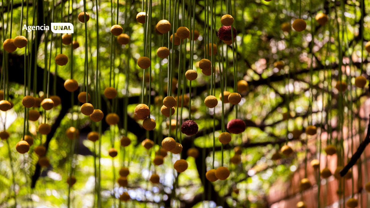 PrensaUNAL's tweet photo. #SomosUNAL🌸Un legado que florece desde @MedellinUNAL  para siempre. Una nueva orquídea descubierta en los Andes colombianos honra al profesor León Morales Soto por décadas dedicadas a la botánica y a la formación de nuevos investigadores. 
👉 https://t.co/C9GGf6fB4M https://t.co/MdC4Afpveg