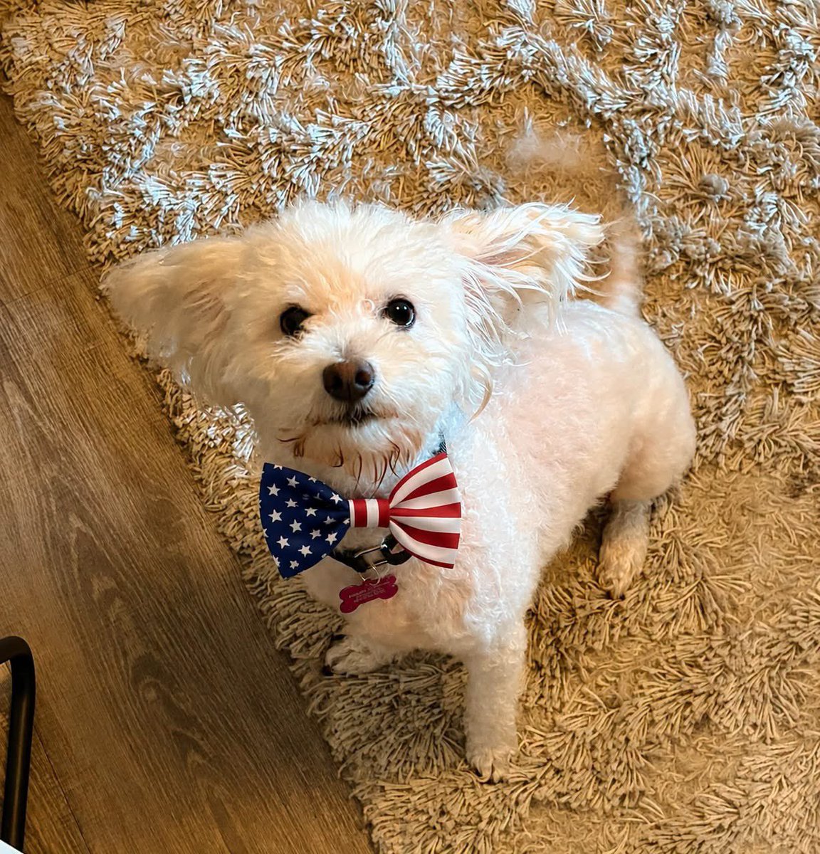 HoundsInPounds's tweet photo. Meet POP TART!

📍 3 years old • 14.5 lbs
📍 Fostered in Philadelphia, PA
✅ Fully vetted, neutered &amp; microchipped
🏡 Available in NY, NJ, CT, PA, ME, VT, VA, DE, MD, RI &amp; NH
📝 Apply: https://t.co/YQv4sktqnD
👇 https://t.co/9mXohrHRd4