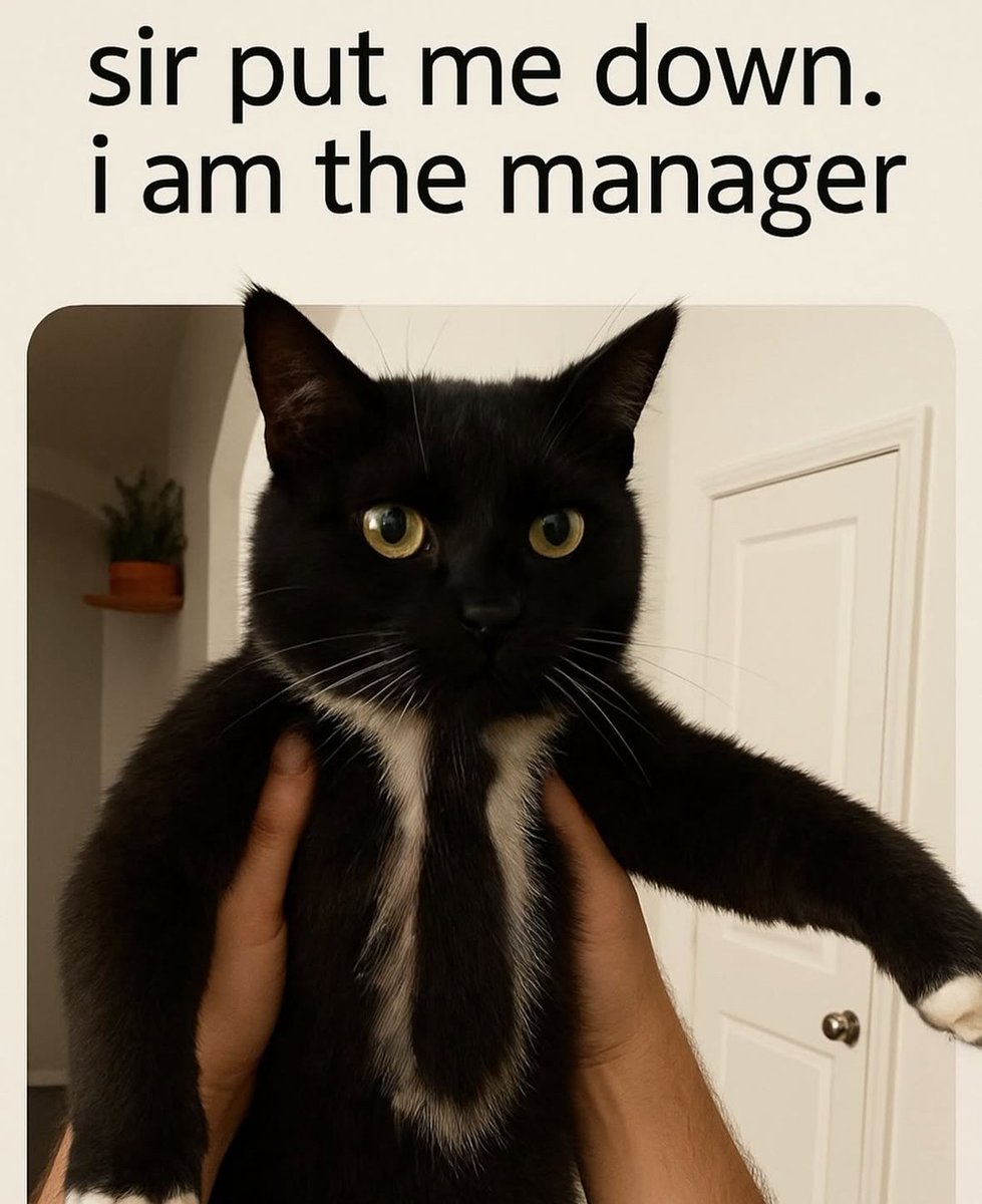 smol silly cat tweet media