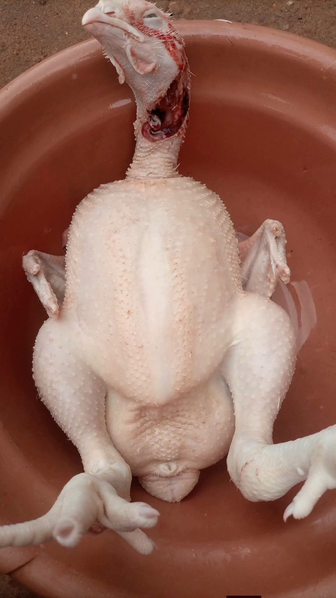 Tope_Orus's tweet photo. Between live chicken and dressed chicken sales, which option yields higher profits for farmers? let's discuss 👇#livechicken Vs dressed chicken #farmlife https://t.co/s8if1l9iRF