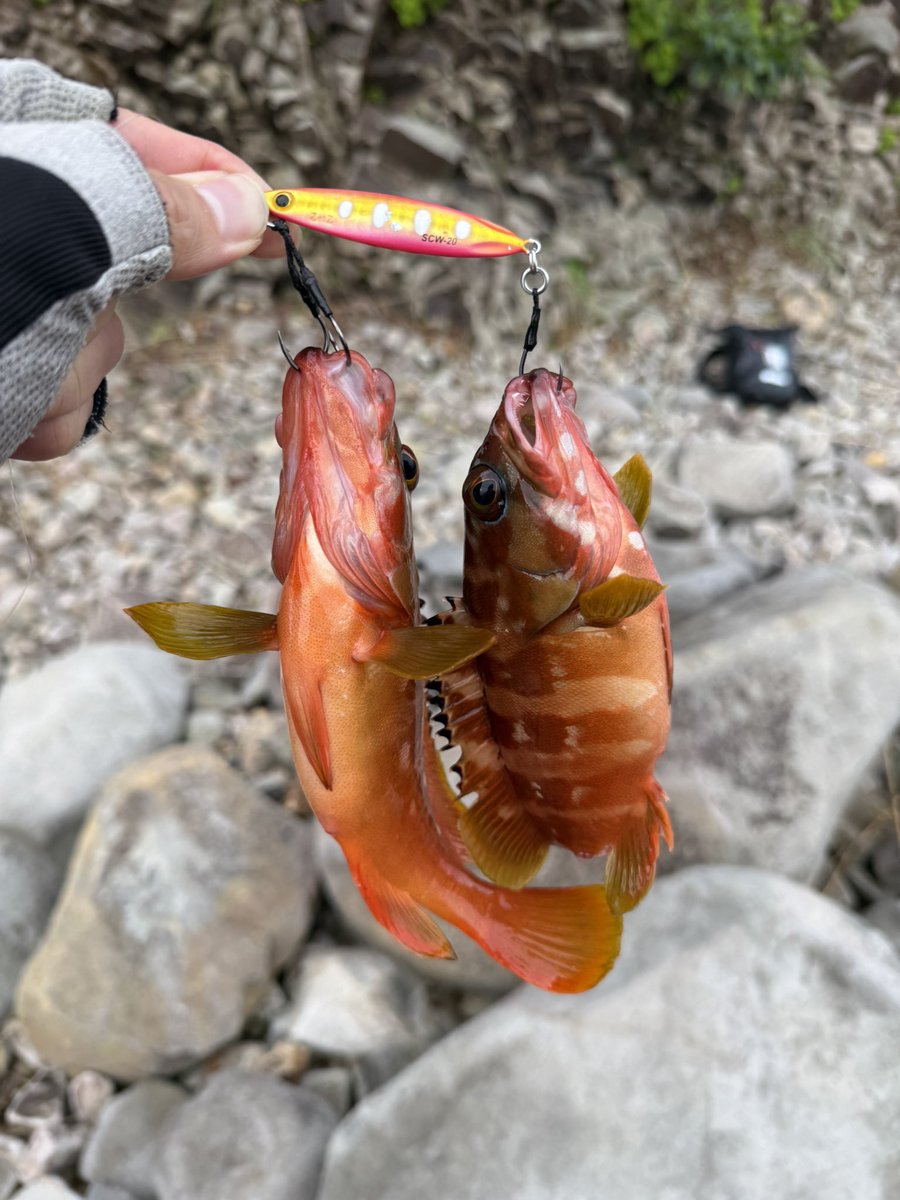 d5_fishing's tweet photo. なかよし https://t.co/vZAsTHzRMF