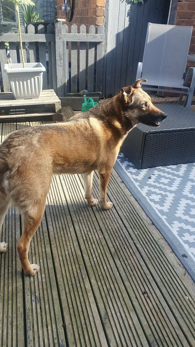 Pawprints2F's tweet photo. West Midlands-Foster

4 year old Annette is a wonderful dog with the kindest heart ❤️
She can be a little shy but give her time and she will blossom 🌺
She would love a secure garden to potter in ☀️
Annette can live with dogs, savvy cats and kids 10+

https://t.co/UKATK6Nz6w https://t.co/3Jz6B4qvvE