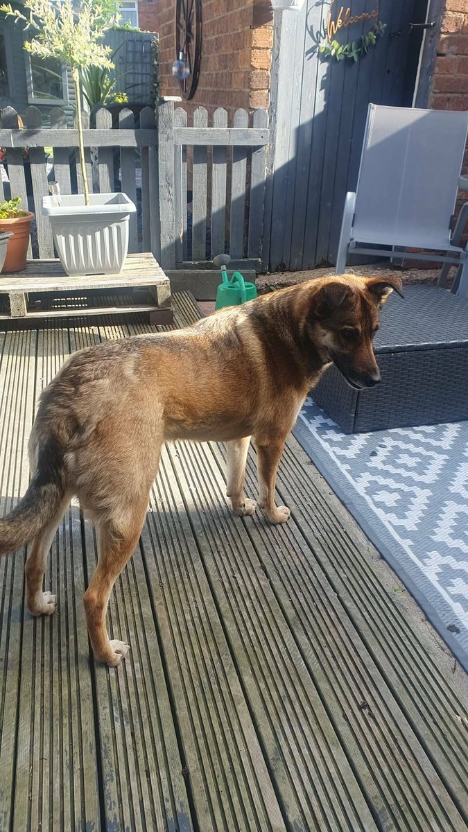 Pawprints2F's tweet photo. West Midlands-Foster

4 year old Annette is a wonderful dog with the kindest heart ❤️
She can be a little shy but give her time and she will blossom 🌺
She would love a secure garden to potter in ☀️
Annette can live with dogs, savvy cats and kids 10+

https://t.co/UKATK6Nz6w https://t.co/3Jz6B4qvvE