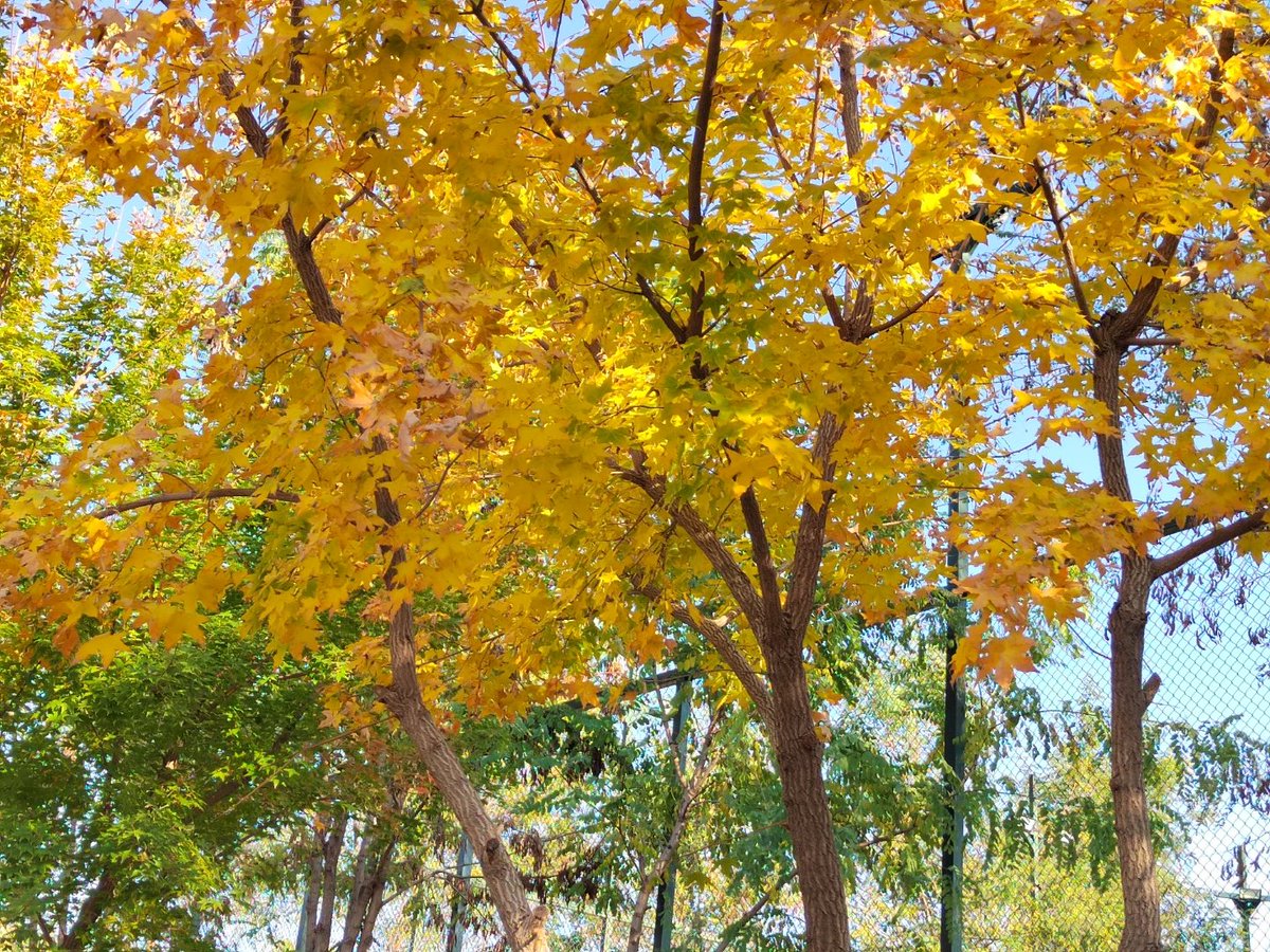 lukacocoky's tweet photo. Chilly autumn breeze + golden maple leaves = the perfect way to wrap up a busy week https://t.co/2aghieSTFP