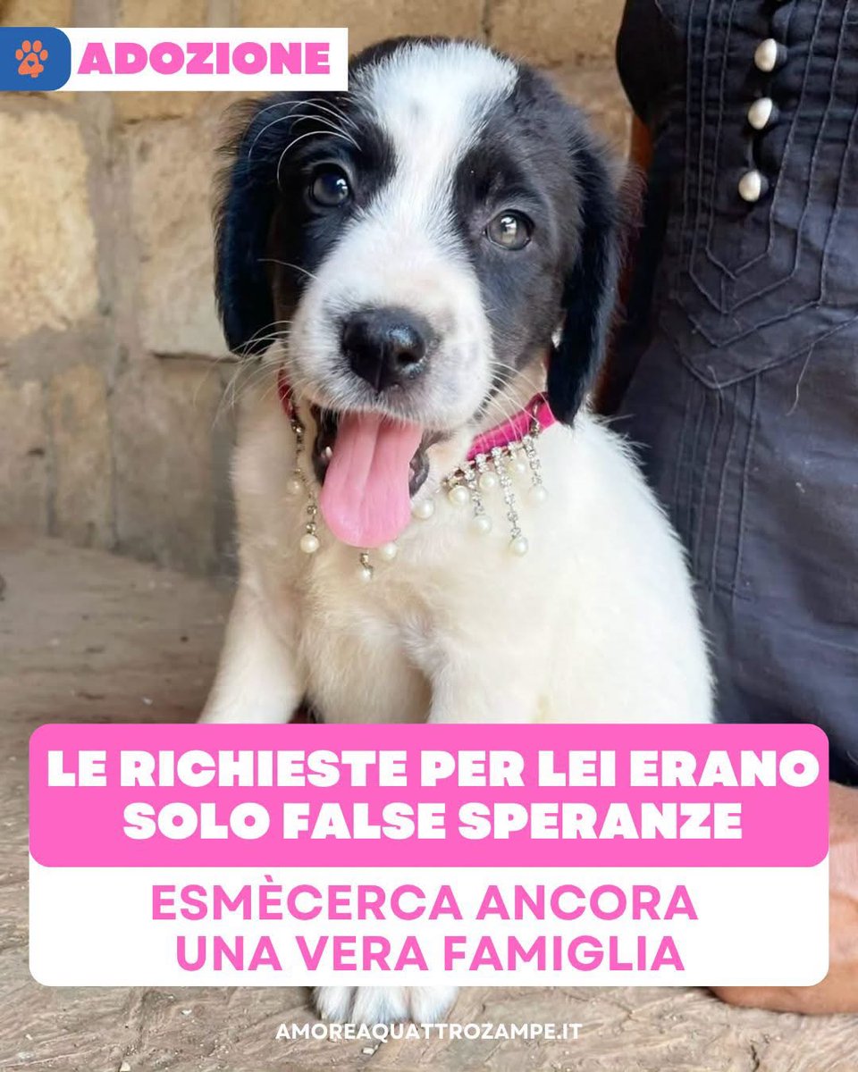 Amore4Zampe's tweet photo. Può raggiungere il Centro e il Nord Italia con staffetta autorizzata, per una buona adozione.
Per informazioni, è possibile contattare l'associazione Associazione Phoenix al numero: 327 476 3471. Inviare solo un messaggio WhatsApp. https://t.co/Q6bqKhIQIN