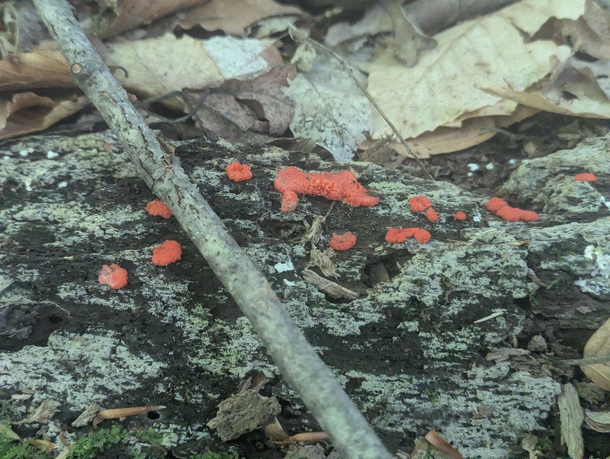 geosiphon's tweet photo. Tubifera ferruginosa, raspberry slime mold https://t.co/uDd43dIcdt