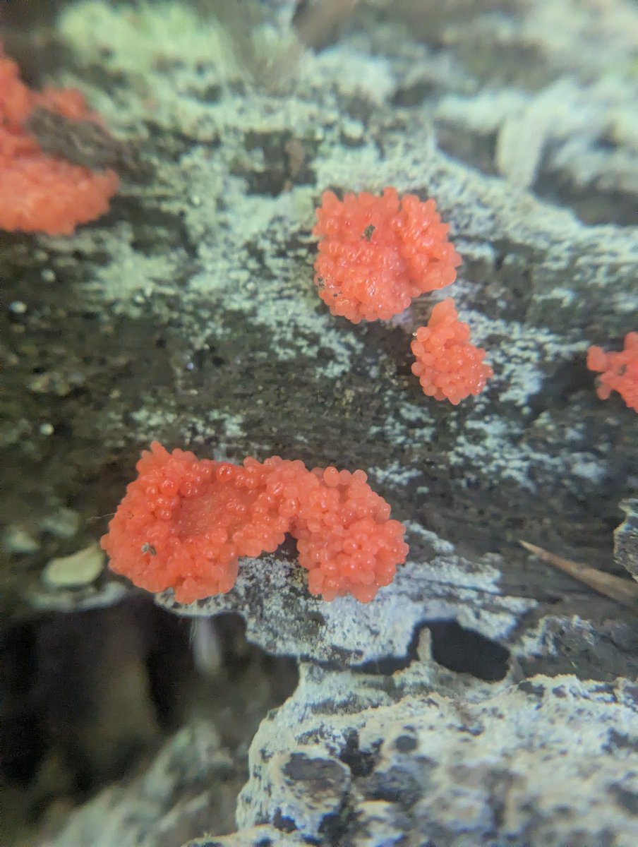 geosiphon's tweet photo. Tubifera ferruginosa, raspberry slime mold https://t.co/uDd43dIcdt