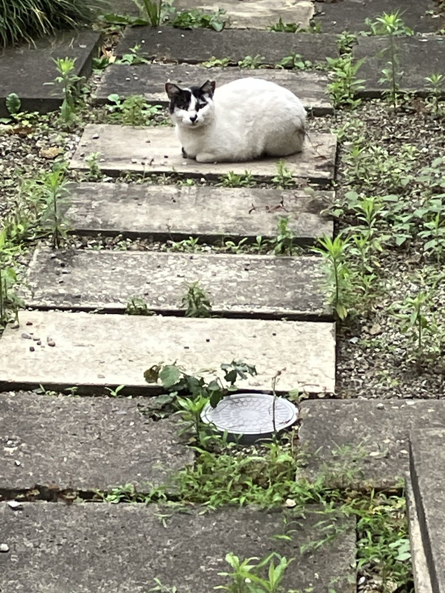 slow_alba's tweet photo. 家を出たら
猫ちゃん https://t.co/yII34HuDMk