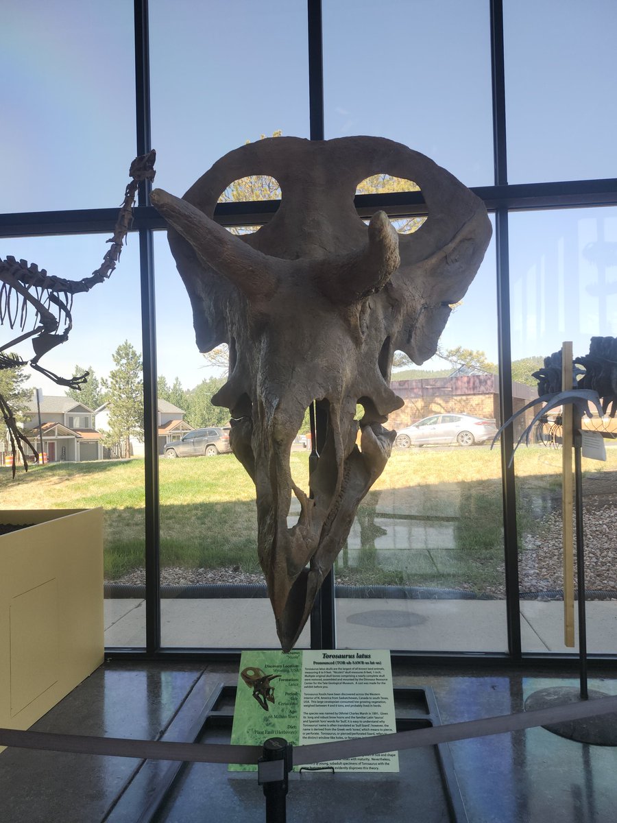 Rotten__Artist's tweet photo. went to Colorado a couple of weeks ago and got to check out the Rocky Mountain Dinosaur Research Center!!
my favorites outside of the ocean fossil room have gotta be the Pteranodons, Nyctosaurus, and Torosaurus! https://t.co/MwtXETsJGw