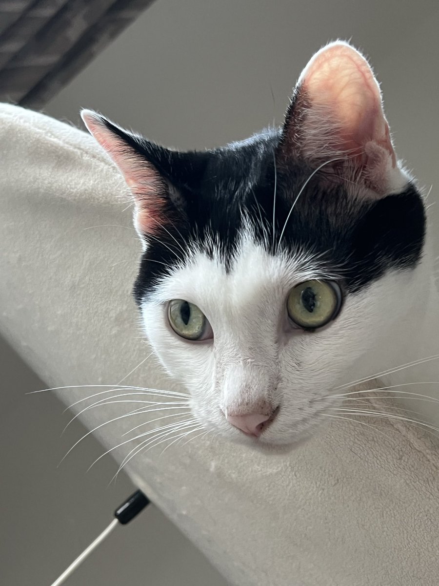 2022Subaru's tweet photo. 僕のお顔、アップでどうぞ❣️
＃猫好きさんと繋がりたい　＃猫自慢　＃猫気持ち　＃猫顔　＃保護猫　＃耳でか　＃おかっぱ頭の猫の昴君 https://t.co/KYFMkOJoGv