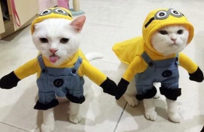 Adrenaline667's tweet photo. $MINIONS is a cat coin btw https://t.co/0jIBswcQAT