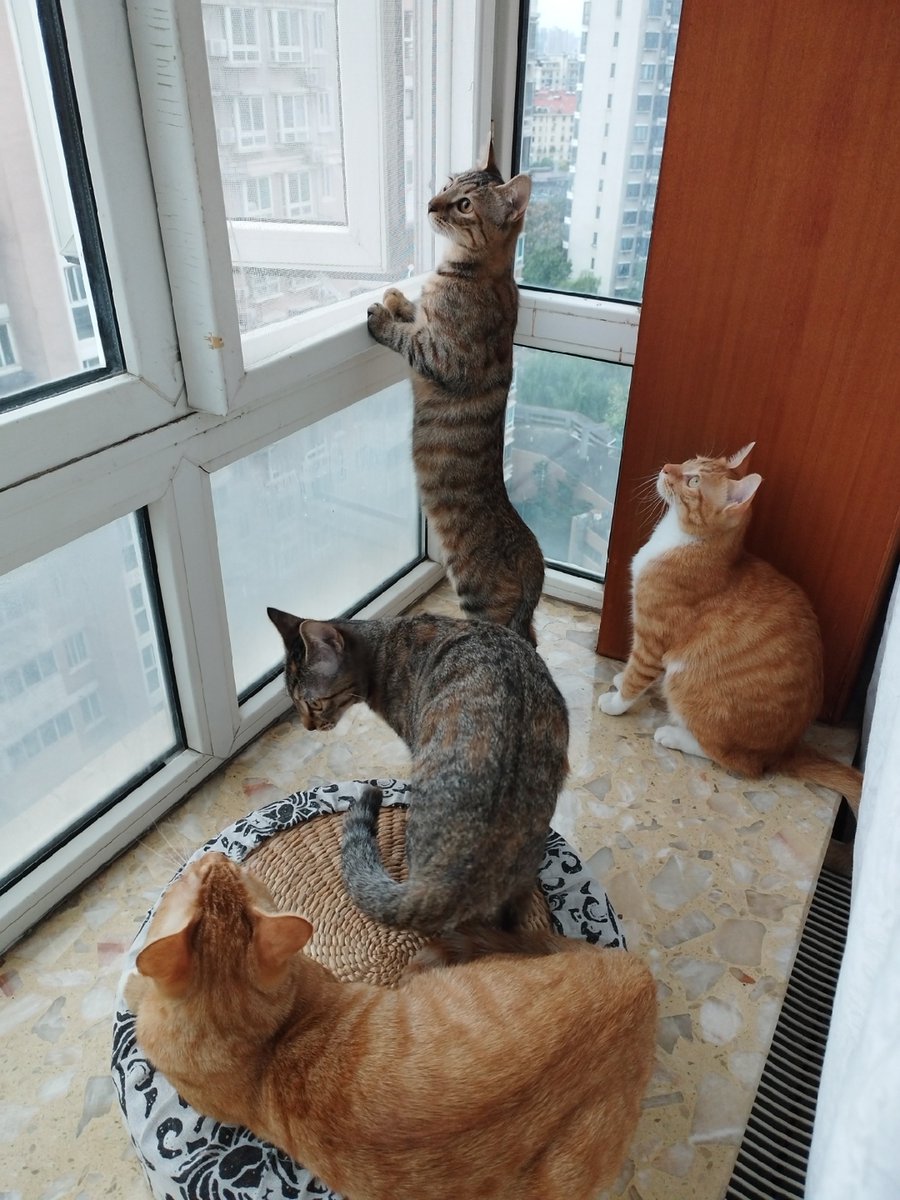 MiroBachmann's tweet photo. Hey friend! Caught this cute moment when my neighbor’s cat decided to crash our porch chat  Turns out the best small talk happens when you least expect it.， https://t.co/cwJTTtXLl7