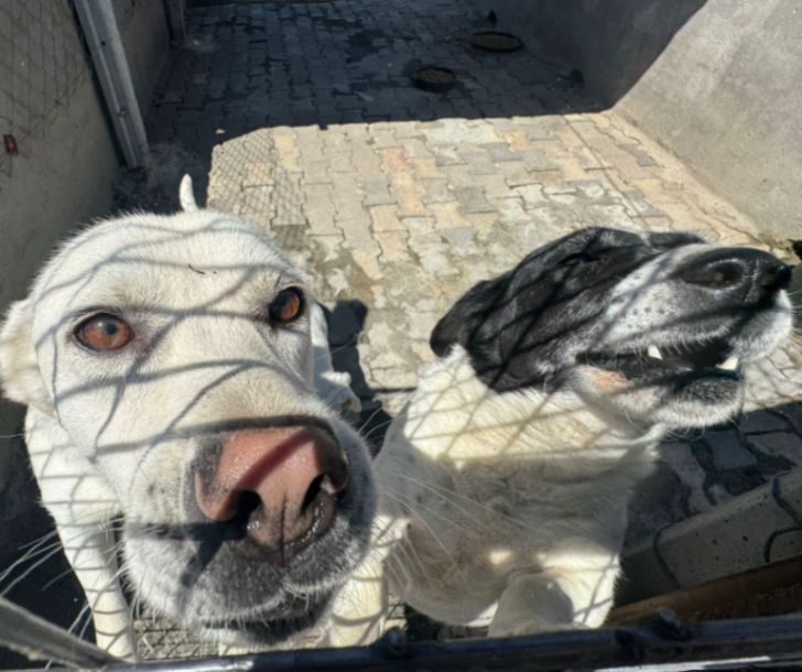 DogDeskAction's tweet photo. These are the faces of dogs who may never know what a home of their own looks like. Hopefully that won't always be true

Until then they are safe & loved but they want you to help them spread the #adoptdontshop message

Dogs all over the globe miss out just because they are rescues

Night night x