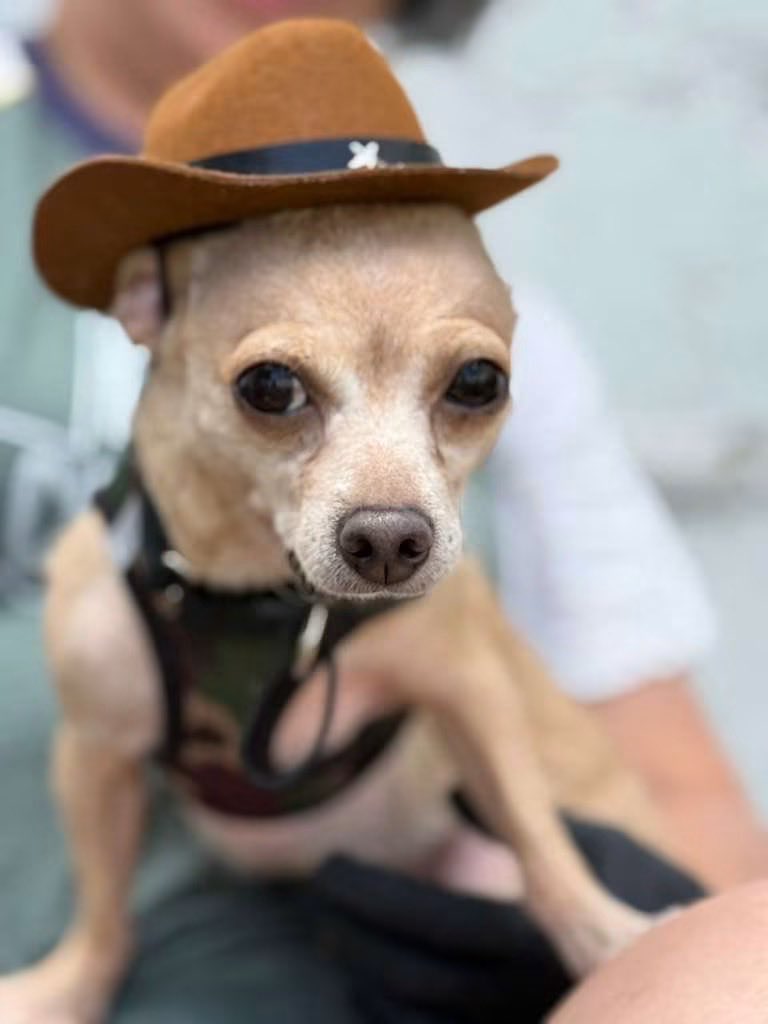AMAAnimalRescue's tweet photo. Sometimes, the dogs who’ve been hurt the most are the ones who love the hardest.

Meet our newest rescue, Lucy. She was found weaving through traffic, terrified of every passing car and every person who tried to help her. When she arrived at our shelter, she was painfully thin, https://t.co/RrOTBctTF7