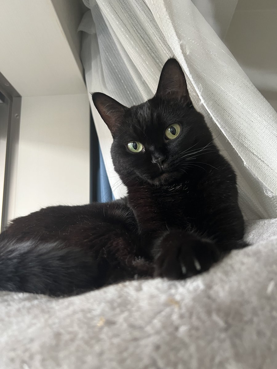 rinyuumin's tweet photo. おはよう🐈‍⬛☀

#黒猫おはぎ　#黒猫同盟　#猫好きさんと繋がりたい https://t.co/z9L6crCIVM