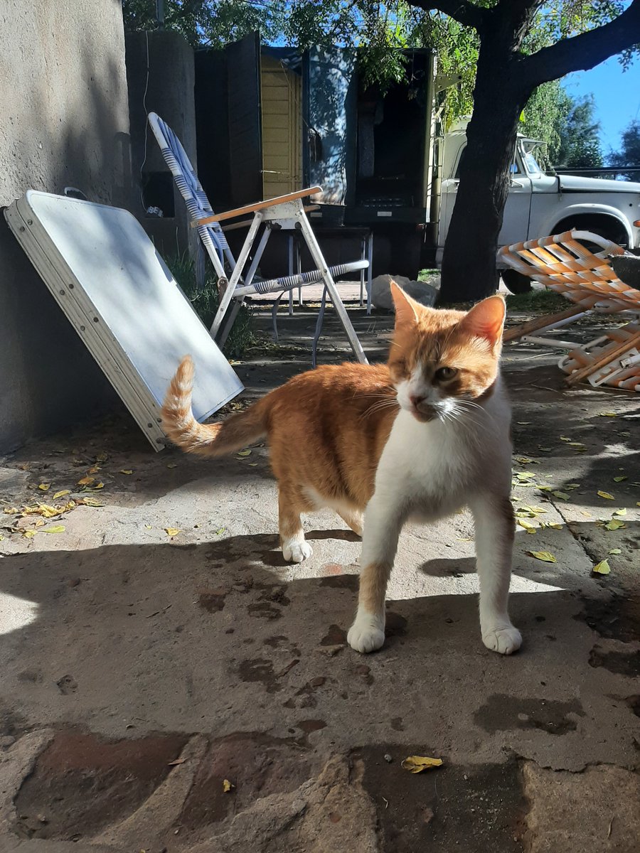 gomez4970's tweet photo. + Me duele tener que decirte adiós, Siempre vas a ser el amor de mí vida y una parte de una de mí corazón.
Descansa en paz Marito, donde sea que estés espero que estés mejor que a mí lado. Te voy a extrañar todos los días, gracias por elegirme.❤️ https://t.co/HF0qM5IIpY
