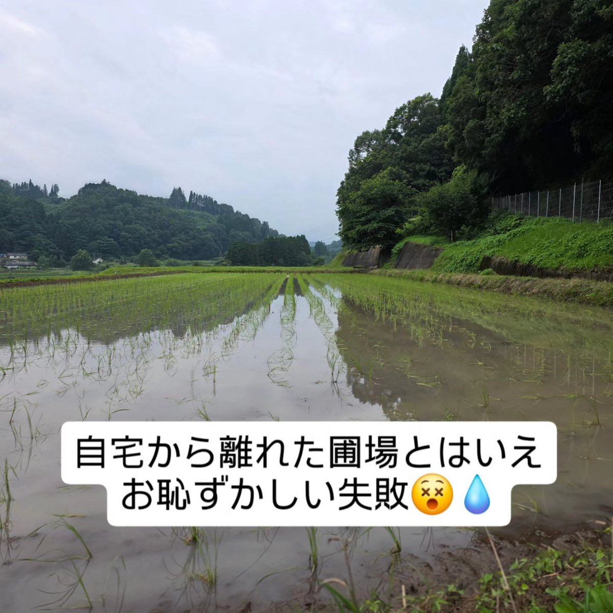 ichiekiin's tweet photo. 田植えが終わり、完全に油断してました😅

○極早生栽培 100a (再生二期作)
乾田直播・3/21播種
移植　　・4/2播種、ハウス育苗、4/21田植え
○早生栽培 250a
乾田直播・4/9播種
移植　　・4/24播種、ハウス育苗、5/13田植え、
　地獄積み&露地プール育苗、5/22田植え
○慣行栽培 650a
乾田直播・5/12播種
移植　　・5/21播種、露地プール育苗、
　6/11①6/14②6/15③6/21④6/22⑤田植え

#米栽培 #作型検討中
#農事組合法人グリーン法人中野
#大分県豊後大野市清川町