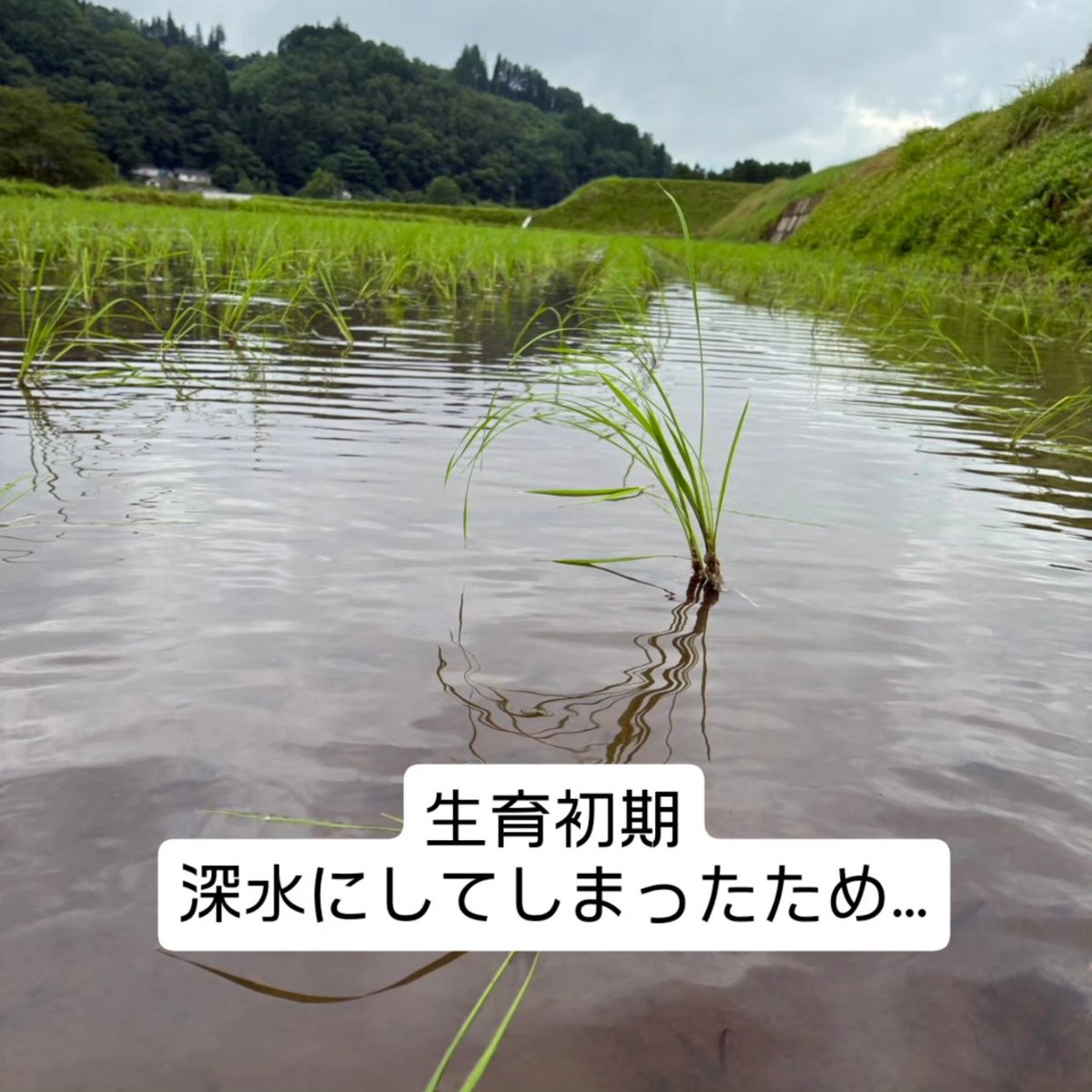 ichiekiin's tweet photo. 田植えが終わり、完全に油断してました😅

○極早生栽培 100a (再生二期作)
乾田直播・3/21播種
移植　　・4/2播種、ハウス育苗、4/21田植え
○早生栽培 250a
乾田直播・4/9播種
移植　　・4/24播種、ハウス育苗、5/13田植え、
　地獄積み&露地プール育苗、5/22田植え
○慣行栽培 650a
乾田直播・5/12播種
移植　　・5/21播種、露地プール育苗、
　6/11①6/14②6/15③6/21④6/22⑤田植え

#米栽培 #作型検討中
#農事組合法人グリーン法人中野
#大分県豊後大野市清川町