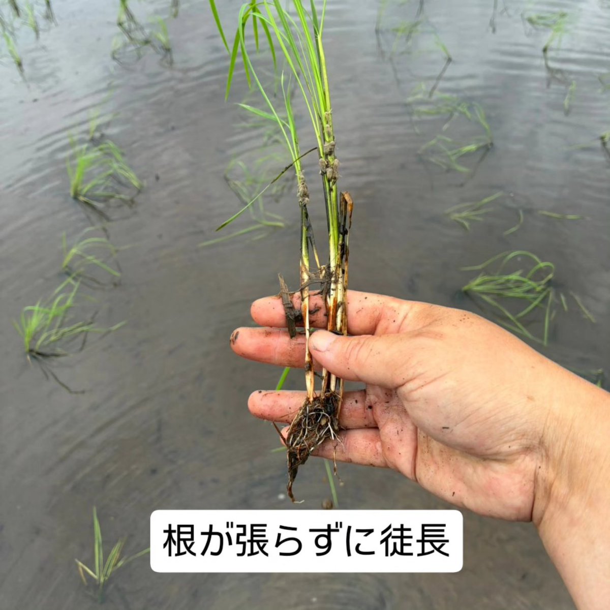 ichiekiin's tweet photo. 田植えが終わり、完全に油断してました😅

○極早生栽培 100a (再生二期作)
乾田直播・3/21播種
移植　　・4/2播種、ハウス育苗、4/21田植え
○早生栽培 250a
乾田直播・4/9播種
移植　　・4/24播種、ハウス育苗、5/13田植え、
　地獄積み&露地プール育苗、5/22田植え
○慣行栽培 650a
乾田直播・5/12播種
移植　　・5/21播種、露地プール育苗、
　6/11①6/14②6/15③6/21④6/22⑤田植え

#米栽培 #作型検討中
#農事組合法人グリーン法人中野
#大分県豊後大野市清川町