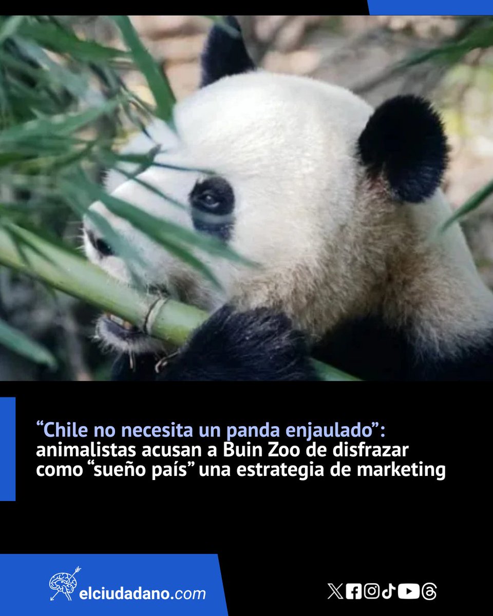El_Ciudadano's tweet photo. Agrupaciones animalistas dejaron en claro que un panda "no es una atracción turística ni una estrategia de marketing para atraer más visitantes" y señalaron que Chile necesita proteger su propia fauna silvestre y "avanzar hacia una relación más ética y respetuosa con los animales"

¿Y tú, qué opinas? ¡Te leemos en los comentarios!

Lee la nota completa en el link 🔗https://t.co/6p46MzwtGv