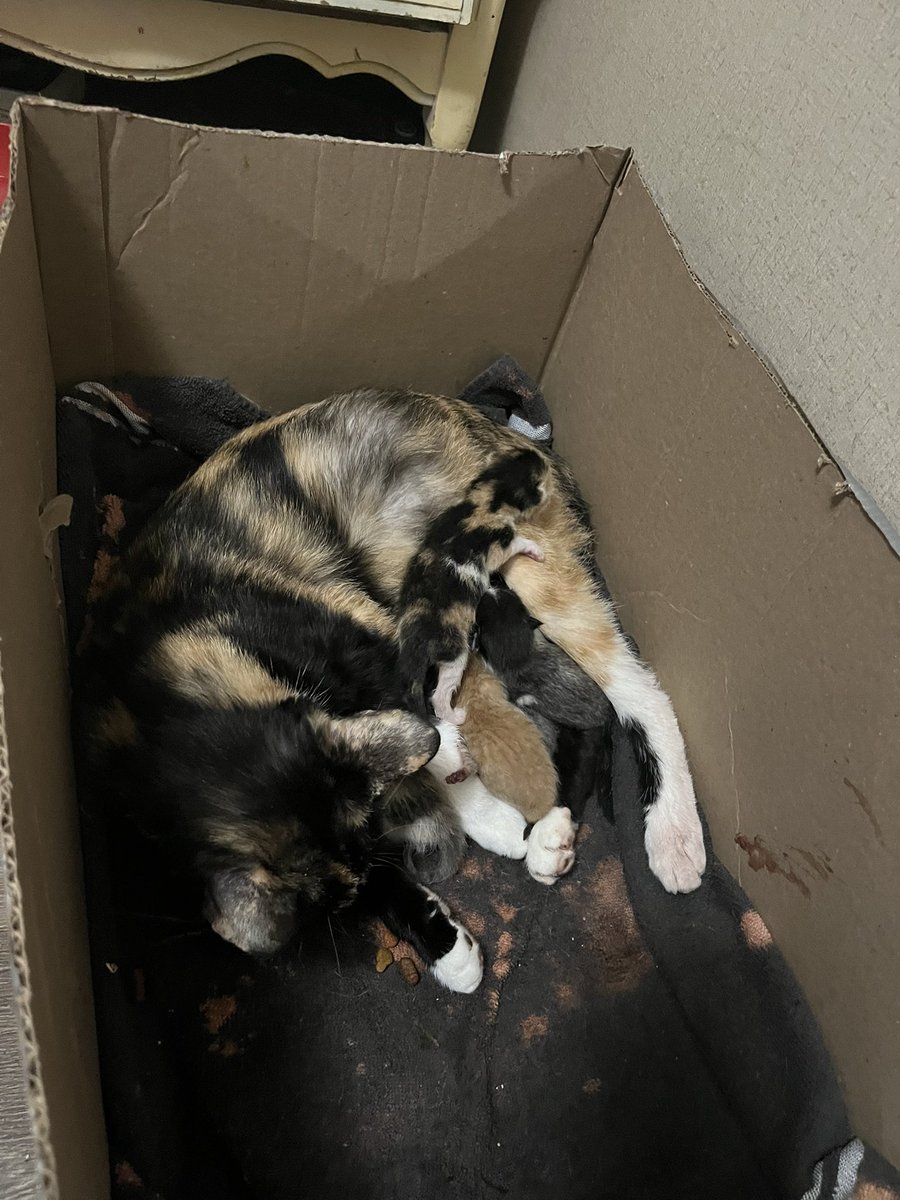 underscorechey's tweet photo. Soo my cat had kittens yesterday https://t.co/IOX40Cm7GI