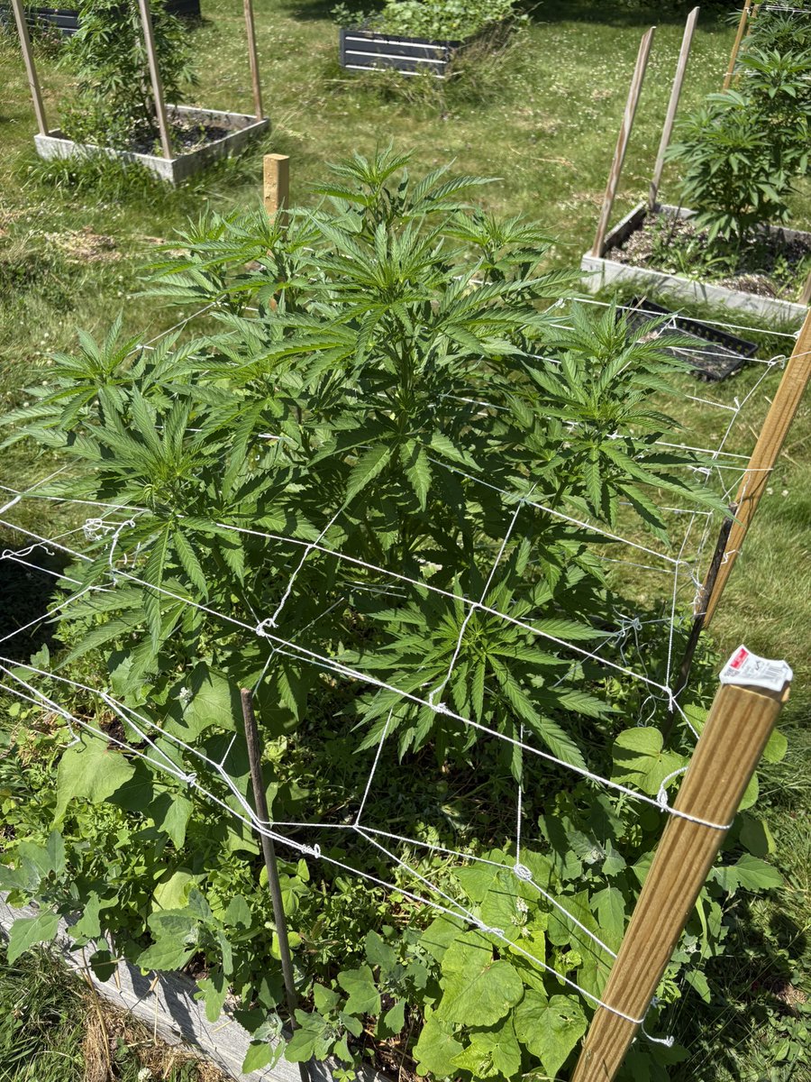 ReeferRevival's tweet photo. https://t.co/bZl7EDaaoP