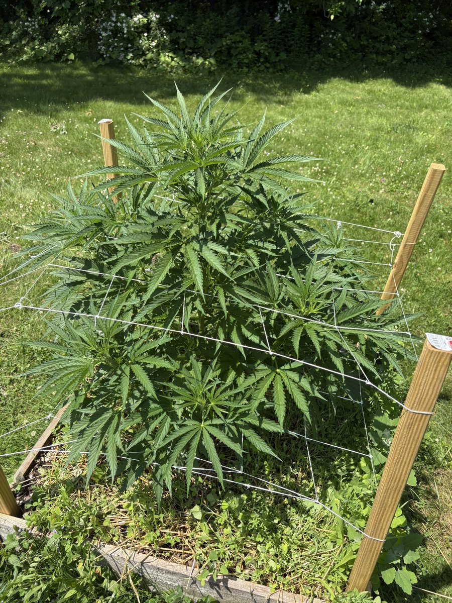 ReeferRevival's tweet photo. https://t.co/bZl7EDaaoP