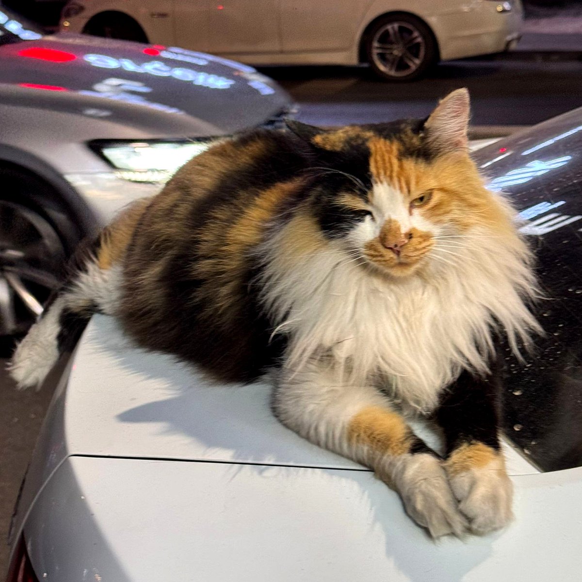 HavaForum's tweet photo. Anlık İstanbul'da bir kedi... Nem biraz yüksek... https://t.co/fLMrilS8fH