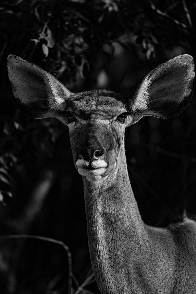 liebsmail's tweet photo. Sometimes the most beautiful features exist simply because they help you survive. @SANParksKNP #nikon #nature #andreliebenbergphotography https://t.co/xBOs0dOwZK