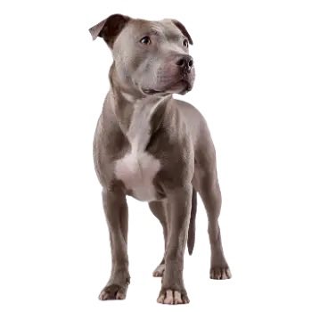 AZgridFree's tweet photo. @trumplicans2024 American Pit Bull Terrier. Accept no substitutes. https://t.co/AOFqQR3uTx