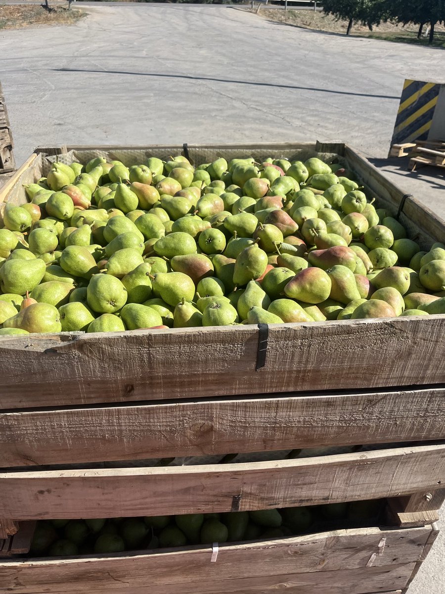 sat_bepa's tweet photo. És la pera llimonera… #lapera #agriculturacat #fruit #fruitlovers https://t.co/SSsxReZKIP