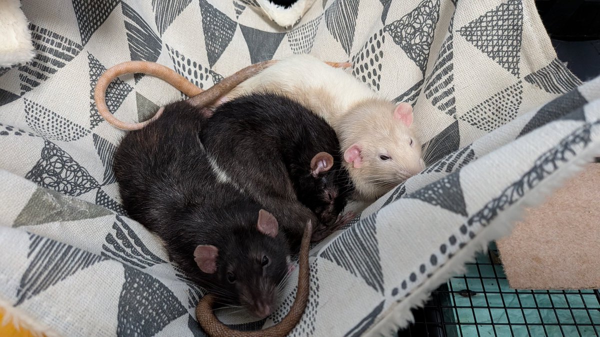 mfl17733rat's tweet photo. おじいちゃんボスをマモルノダ https://t.co/sE1AGZbcwx