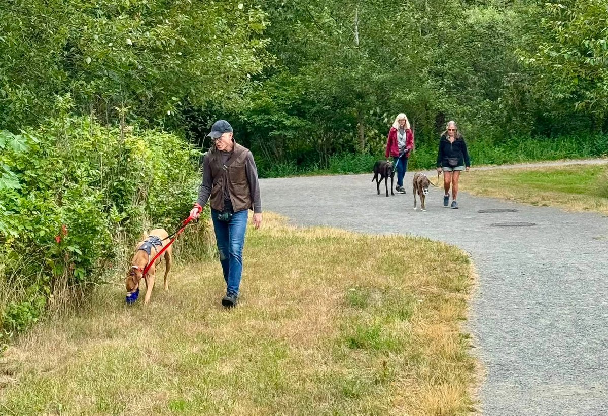 GPIGreyhounds's tweet photo. GPI Friday Available Dog Report ~
Brightwater walk with BEN, JONATHAN, IGOR and ANNIE. At the kennel, Bev spent time with PANDORA and JIMMY. After the walk, new arrivals JASPER, ARCHIE and BUNTY went for a walkabout in the kennel park. They are 3 Brothers from Australia.  /1 https://t.co/yBeNRquiMn