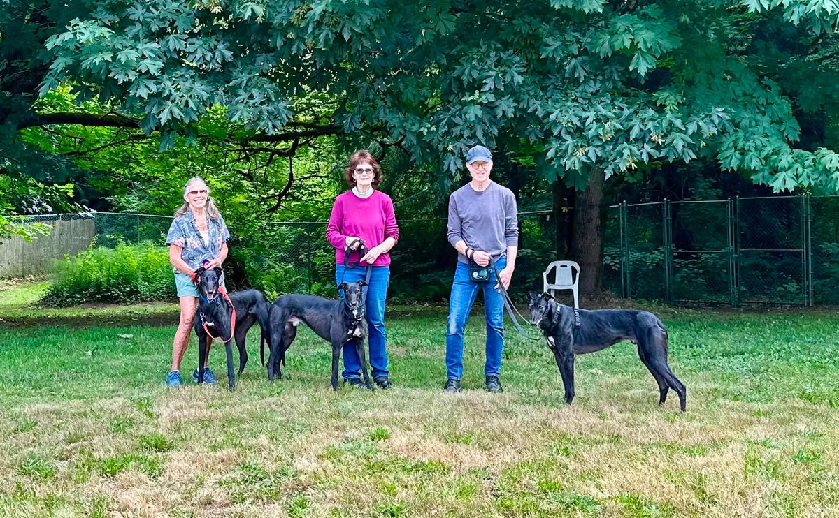 GPIGreyhounds's tweet photo. GPI Friday Available Dog Report ~
Brightwater walk with BEN, JONATHAN, IGOR and ANNIE. At the kennel, Bev spent time with PANDORA and JIMMY. After the walk, new arrivals JASPER, ARCHIE and BUNTY went for a walkabout in the kennel park. They are 3 Brothers from Australia.  /1 https://t.co/yBeNRquiMn