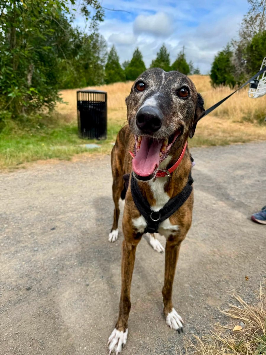 GPIGreyhounds's tweet photo. GPI Friday Available Dog Report ~
Brightwater walk with BEN, JONATHAN, IGOR and ANNIE. At the kennel, Bev spent time with PANDORA and JIMMY. After the walk, new arrivals JASPER, ARCHIE and BUNTY went for a walkabout in the kennel park. They are 3 Brothers from Australia.  /1 https://t.co/yBeNRquiMn