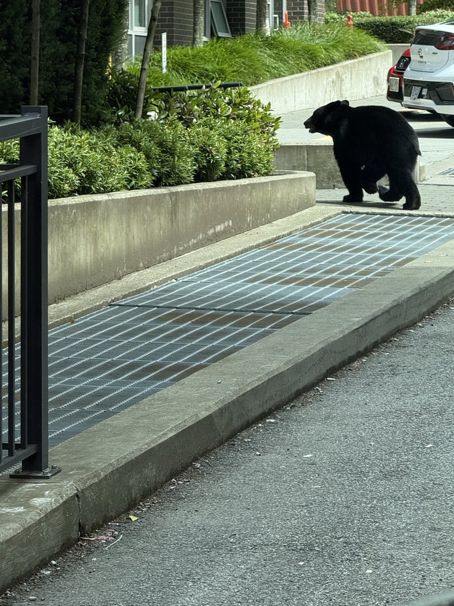 DeputyLaurin's tweet photo. VPD officers in the area of Vanness and Boundary are working to contain an immature bear while waiting for conservation officers to attend.  The bear is currently “chilling on a patio” under the watchful eye of police. Police are working to keep both the public and the bear safe while reminding residents to give wildlife plenty of space and avoid approaching or feeding animals. 🐻🚓 #PublicSafety #WildlifeSafety #BearAware #PawsAndOrder 🐾🚓